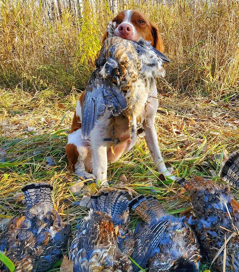Cory's Brittany sitting behind a limit of ruffed grouse in golden fall cover