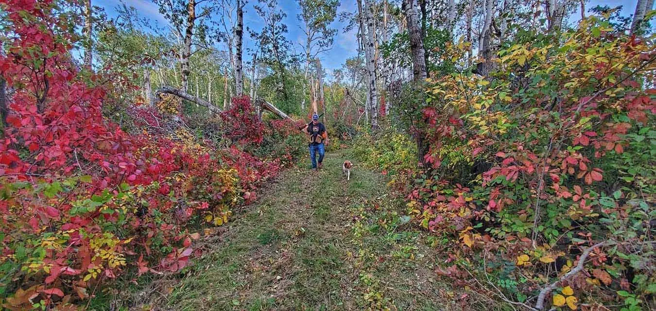 A grouse hunter and his Brittany walking a grassy trail through crimson and gold fall cover in northern Minnesota