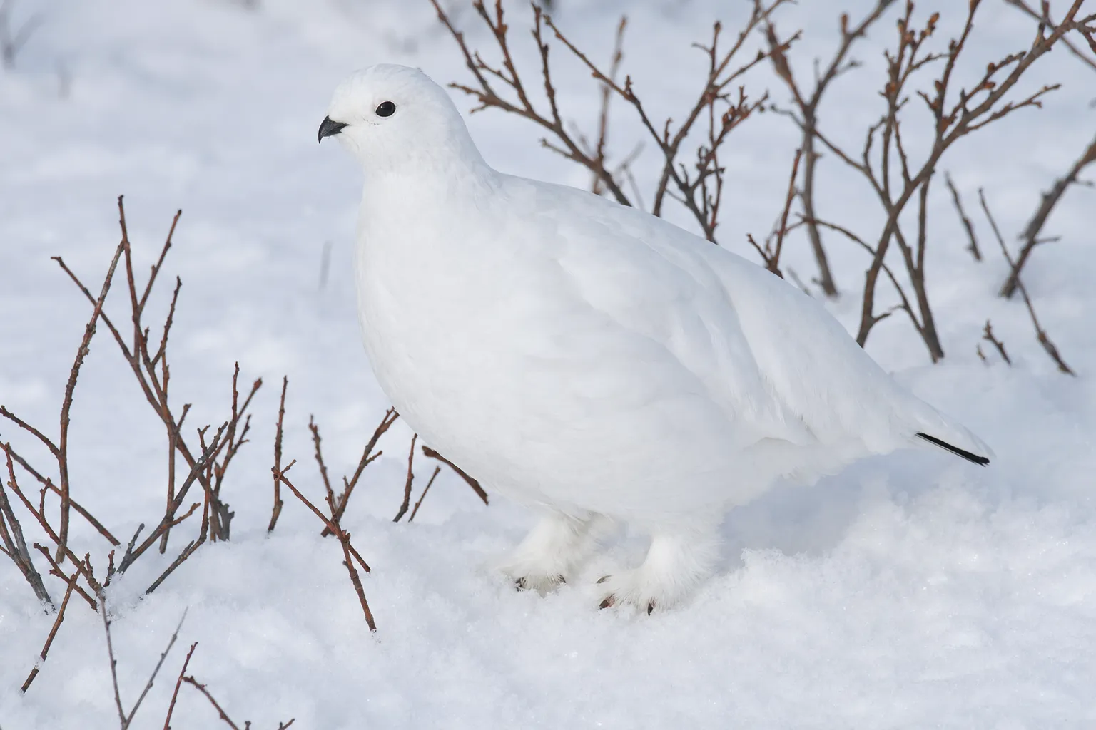 Winter white: only the eye and bill give the bird away.