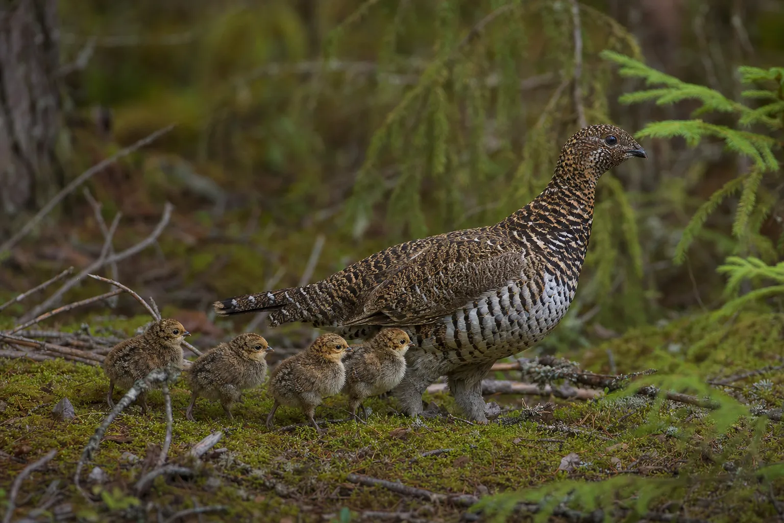A hen leads her brood across the moss. Fool hens hold tight.